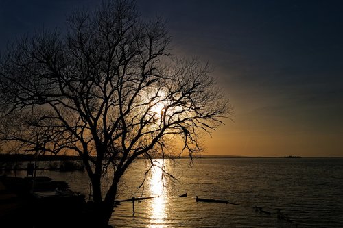 trees  landscape  nature