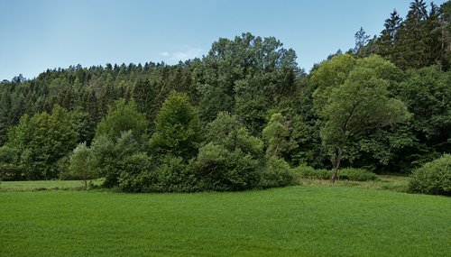 trees  meadow  landscape