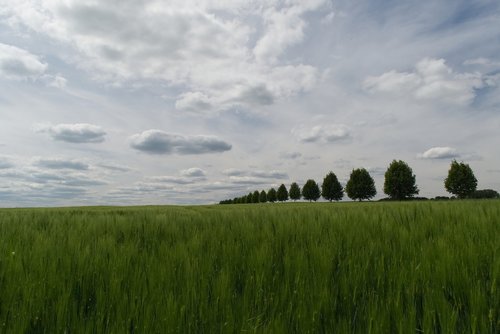 trees  all  field