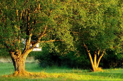 trees  nature  landscape