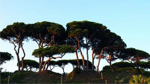 trees  nature  landscape