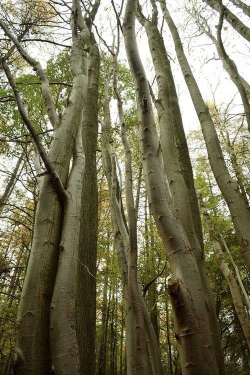 trees  nature  landscape