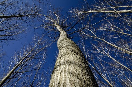 trees  without leaves  tree