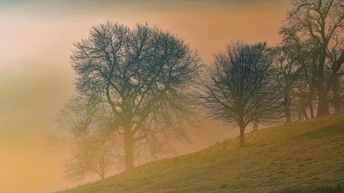 trees  landscape  dawn