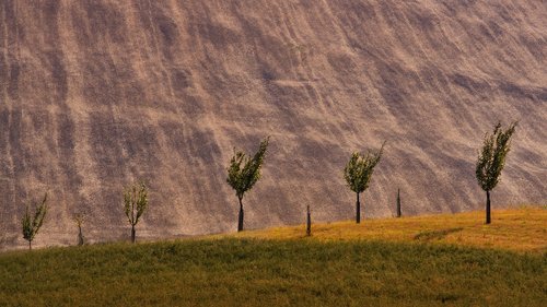 trees  summer  landscape