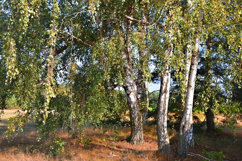 trees  birch  nature