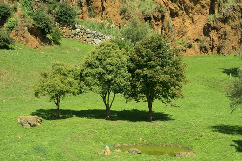 trees  nature  landscape