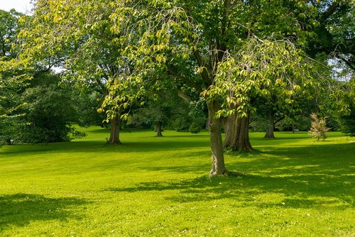 trees  peaceful  calm