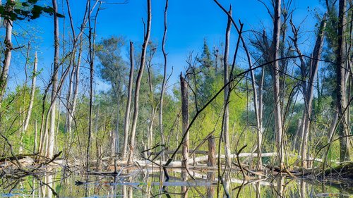 trees  water  landscape