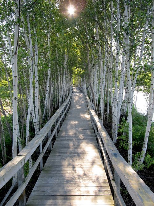 trees  boardwalk  planks