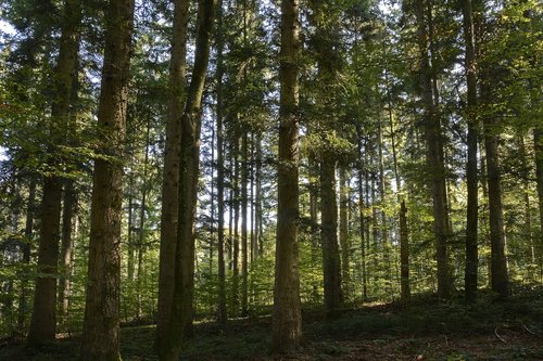 trees  forest  nature