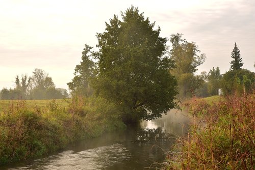 trees  fog  autumn