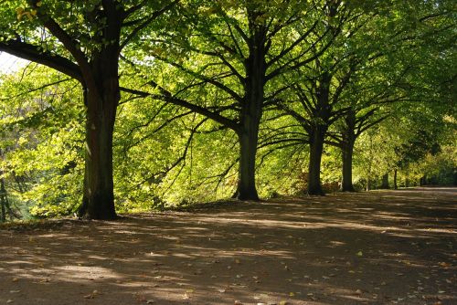 trees shady green