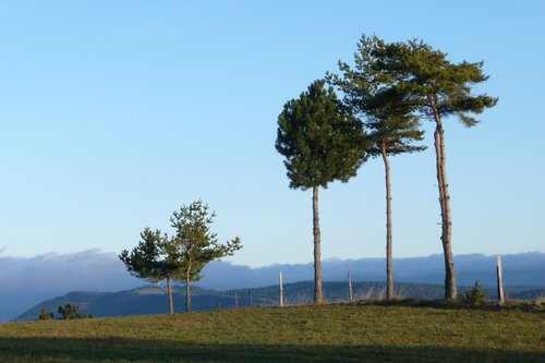 trees  wind  blue