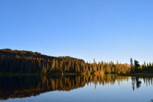 trees  lake  reflection