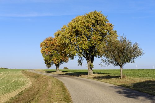 trees  autumn  road