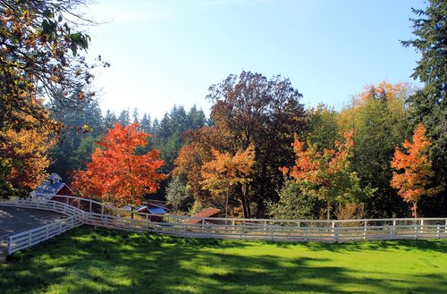 trees  autumn  fall