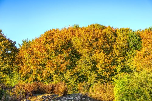 trees  colorful  autumn
