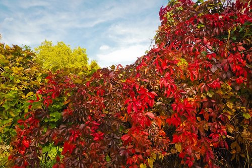 trees  autumn  nature