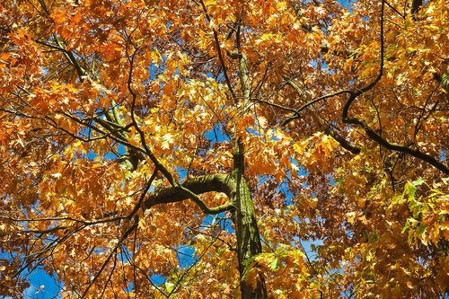 trees  autumn  nature