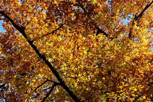 trees  autumn  nature