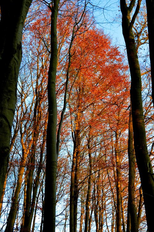 trees  fall leaves  forest