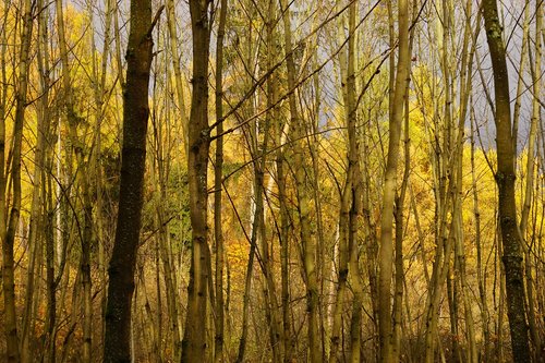 trees  autumn  forest