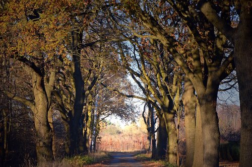 trees  away  avenue