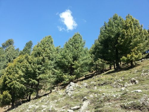 trees pine trees sky