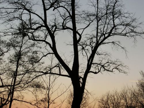 trees abendstimmung landscape