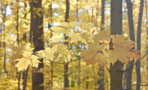 trees  leaves  autumn