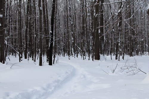 trees  winter  snow