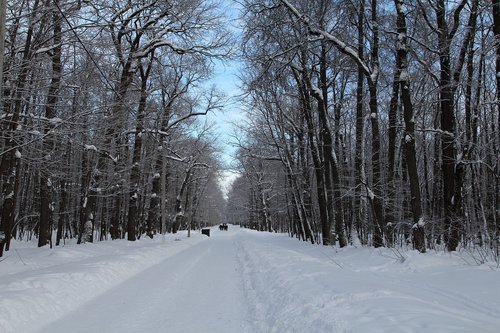 trees  winter  snow