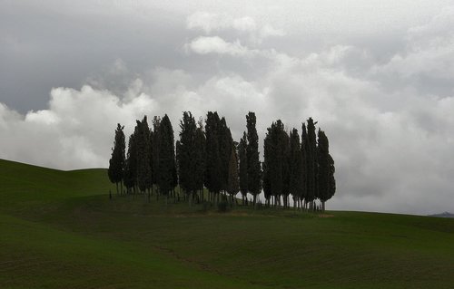 trees  landscape  tuscany