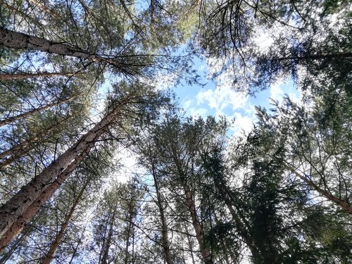 trees  sky  summer