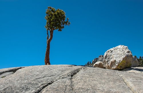 trees  rock  scenic