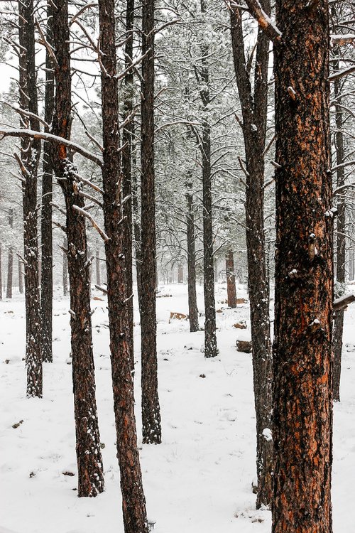 trees  winter  snow