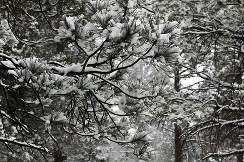 trees  winter  snow