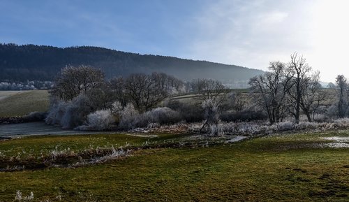 trees  frost  fields