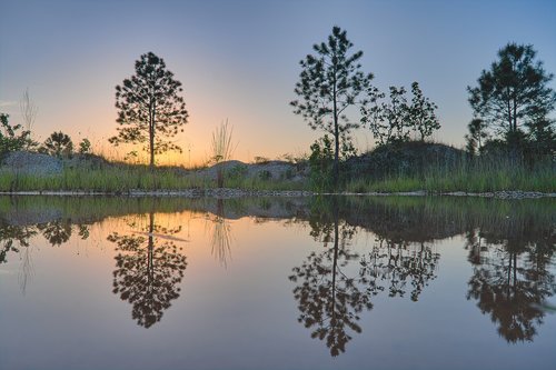 trees  water  reflection