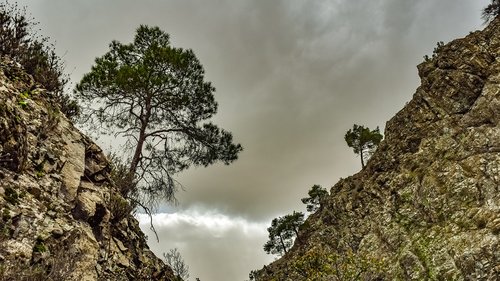 trees  mountain  gorge