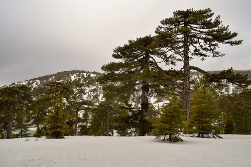 trees  mountain  snow