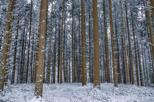 trees  forest  nature