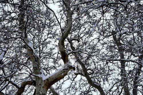 trees  branches  branch