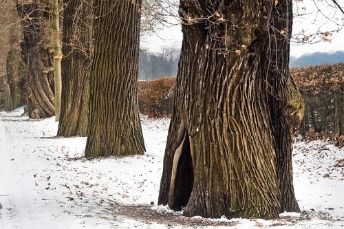 trees  oak  nature