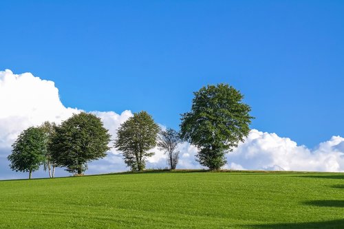 trees  clouds  meadow