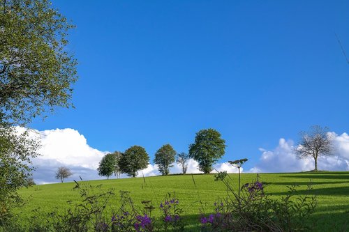 trees  meadow  clouds