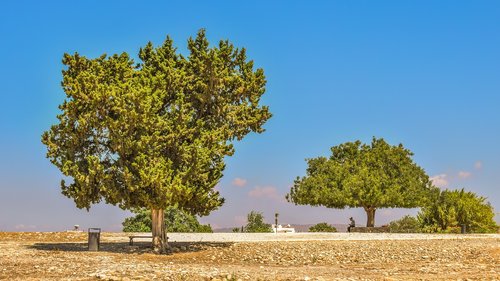 trees  landscape  cyprus