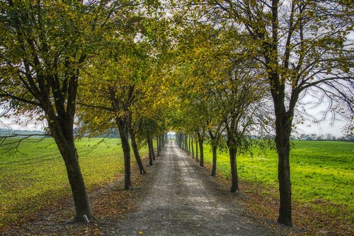 trees  alley  countryside