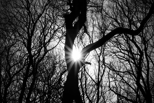 trees  silhouette  woodland